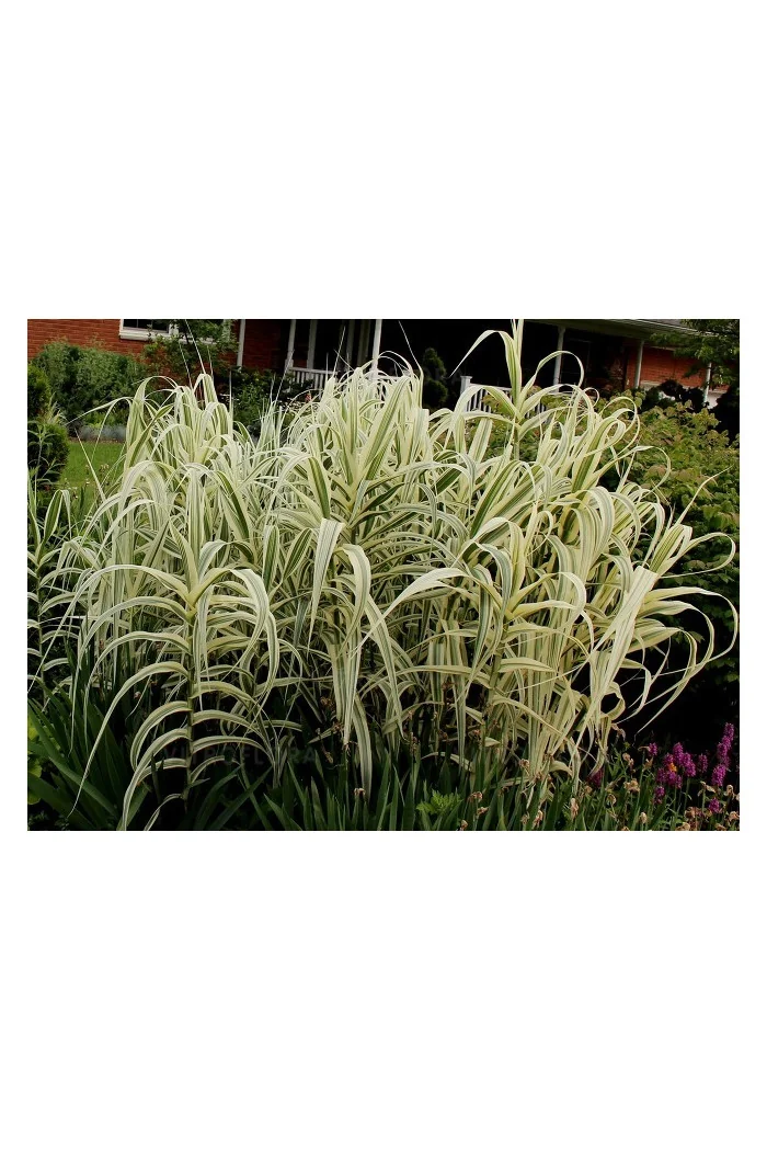 Lasecznica trzcinowata 'Ely' | Arundo donax