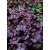 Żurawka 'Rex Purple'| Heuchera