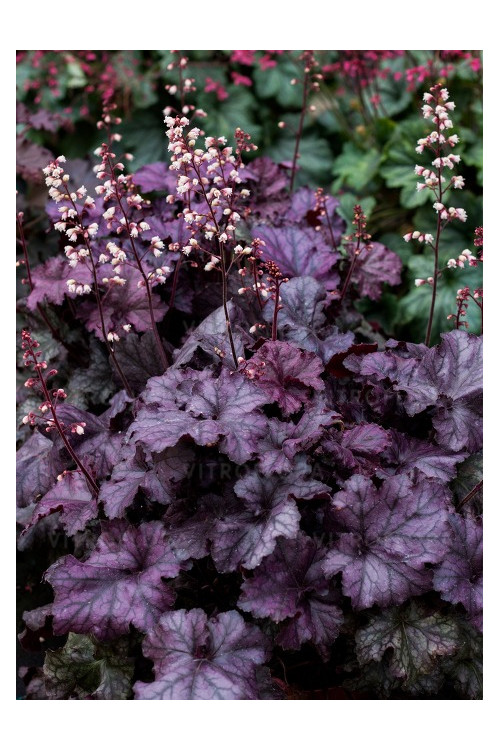 Żurawka 'Rex Purple'| Heuchera