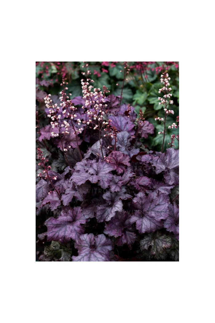 Żurawka 'Rex Purple'| Heuchera