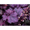 Żurawka 'Rex Purple'| Heuchera