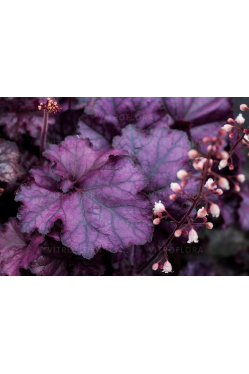 Żurawka 'Rex Purple'| Heuchera