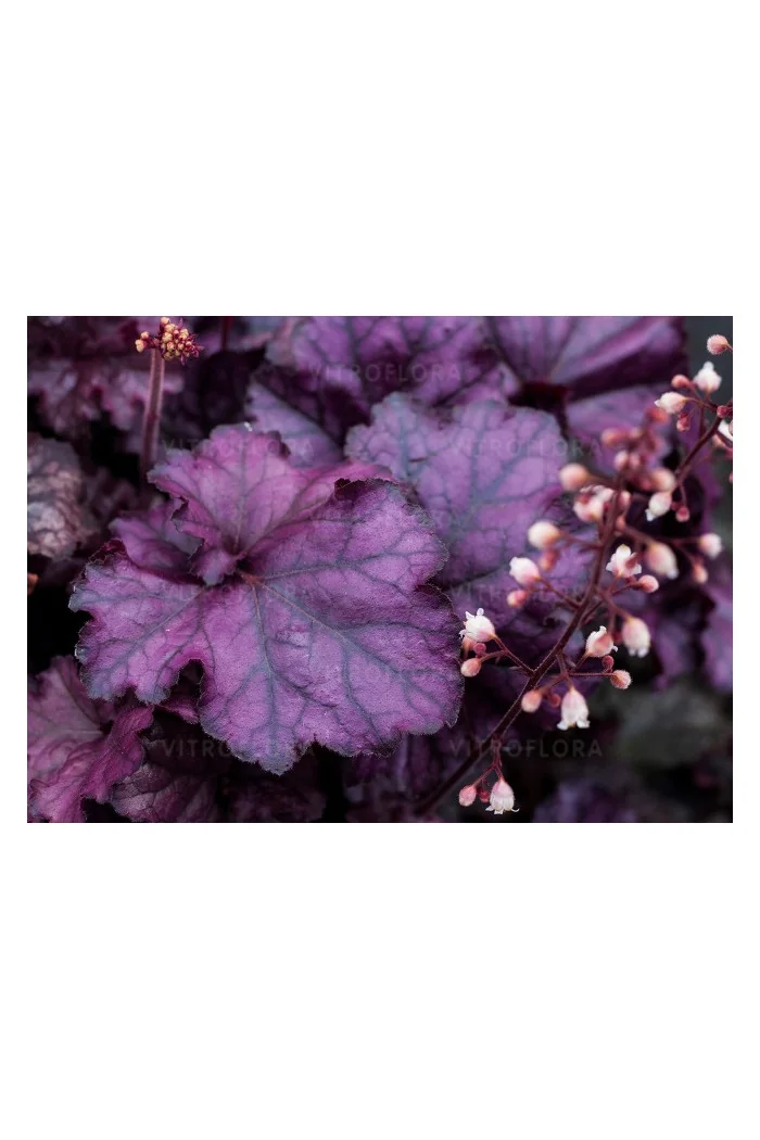 Żurawka 'Rex Purple'| Heuchera