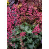 Żurawka 'Rex Peppermint' Heuchera