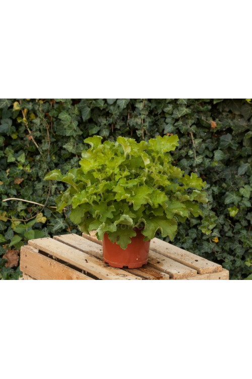 Żurawka 'Rex Lime' Heuchera