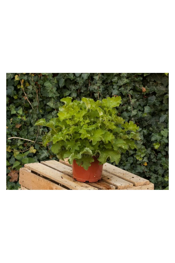 Żurawka 'Rex Lime' Heuchera