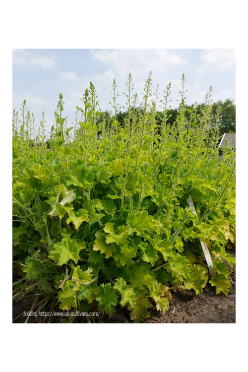 Żurawka 'Rex Lime' Heuchera