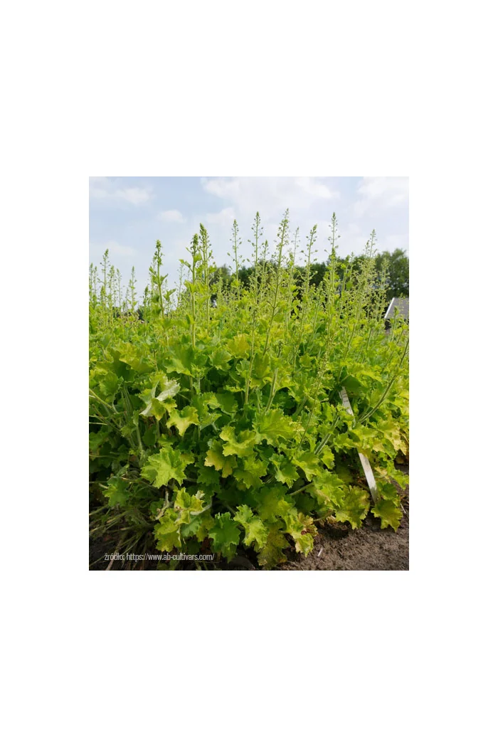 Żurawka 'Rex Lime' Heuchera