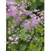 Rutewka 'Hewitt's Double' | Thalictrum