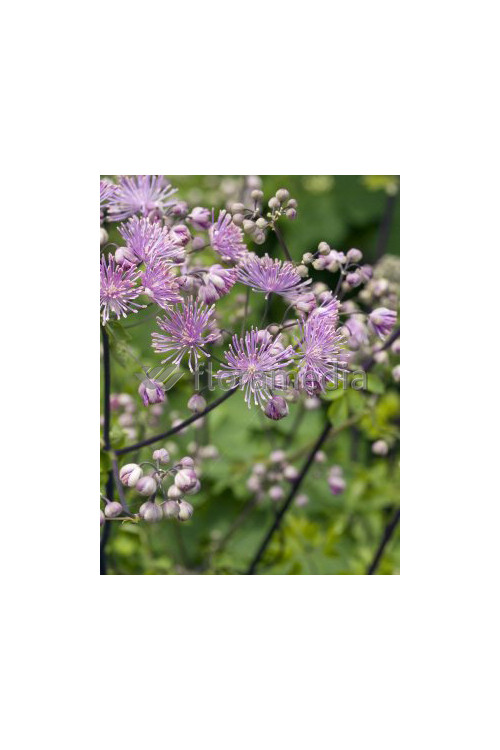 Rutewka 'Hewitt's Double' | Thalictrum