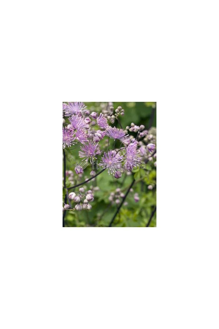 Rutewka 'Hewitt's Double' | Thalictrum