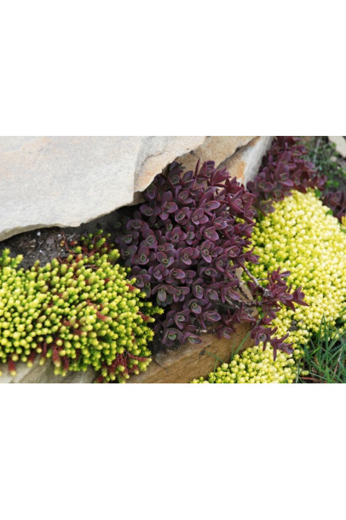 Rozchodnik 'Sunsparkler Firecracker' | Sedum