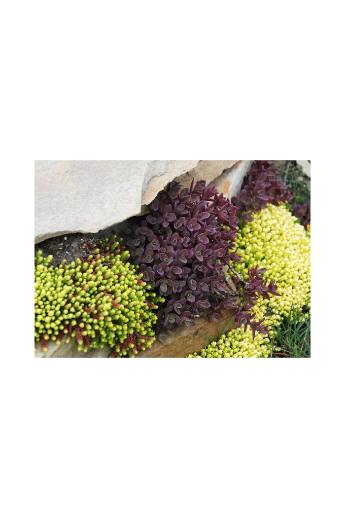 Rozchodnik 'Sunsparkler Firecracker' | Sedum