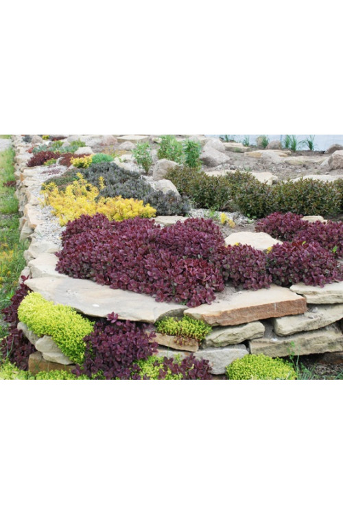 Rozchodnik 'Sunsparkler Firecracker' | Sedum