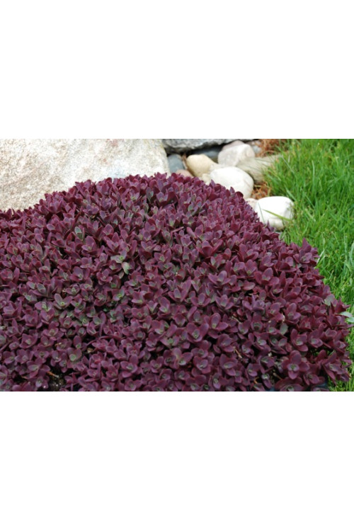 Rozchodnik 'Sunsparkler Firecracker' | Sedum