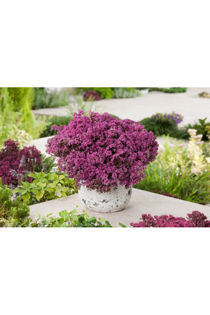 Rozchodnik 'Sunsparkler Firecracker' | Sedum