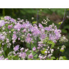 Rutewka 'Hewitt's Double' | Thalictrum