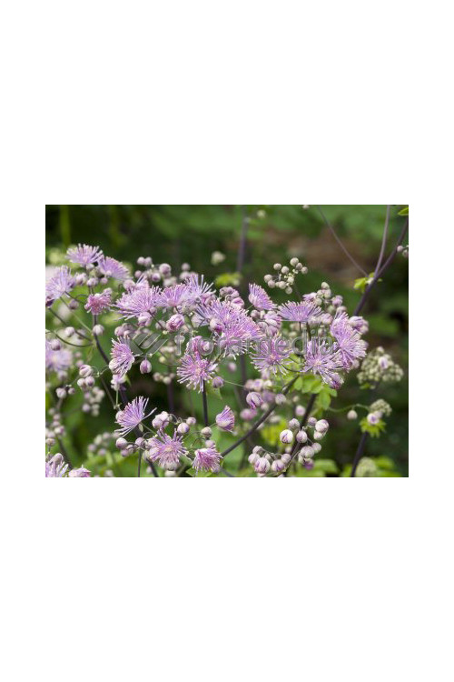 Rutewka 'Hewitt's Double' | Thalictrum