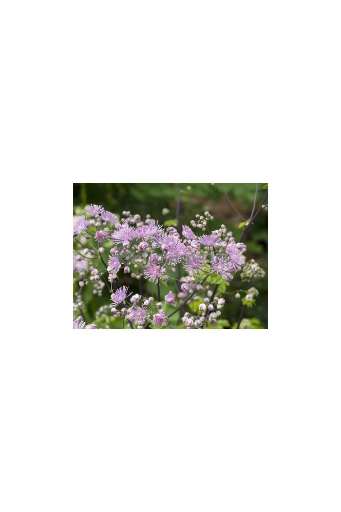 Rutewka 'Hewitt's Double' | Thalictrum