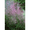 Rutewka 'Hewitt's Double' | Thalictrum