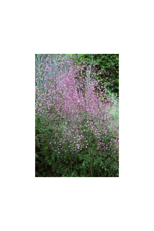 Rutewka 'Hewitt's Double' | Thalictrum
