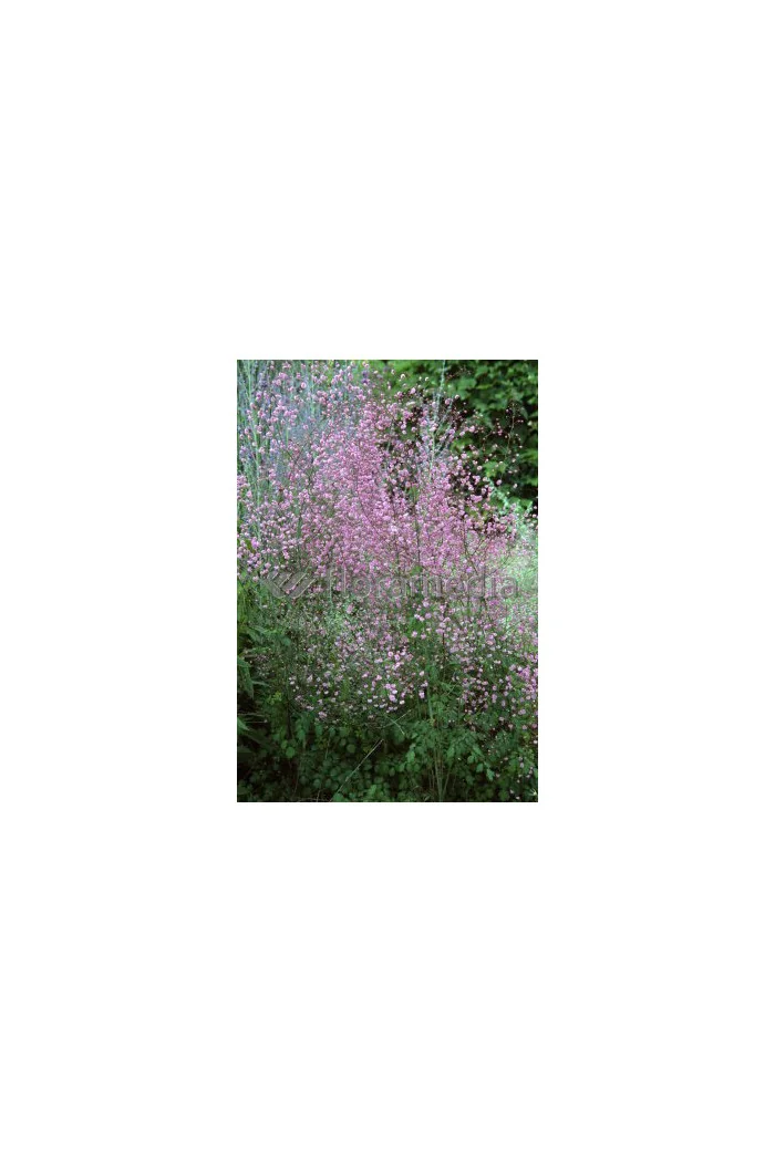 Rutewka 'Hewitt's Double' | Thalictrum