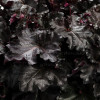 Żurawka 'Black Pearl' | Heuchera