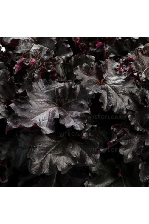 Żurawka 'Black Pearl' | Heuchera