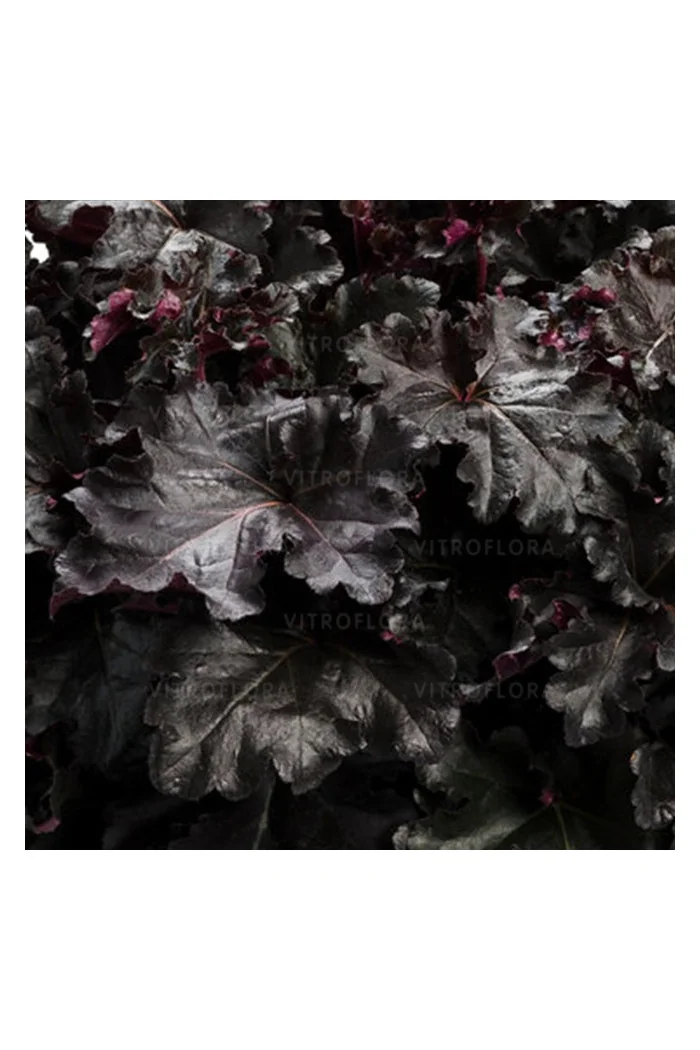 Żurawka 'Black Pearl' | Heuchera
