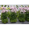 Rutewka 'Nimbus Pink' | Thalictrum