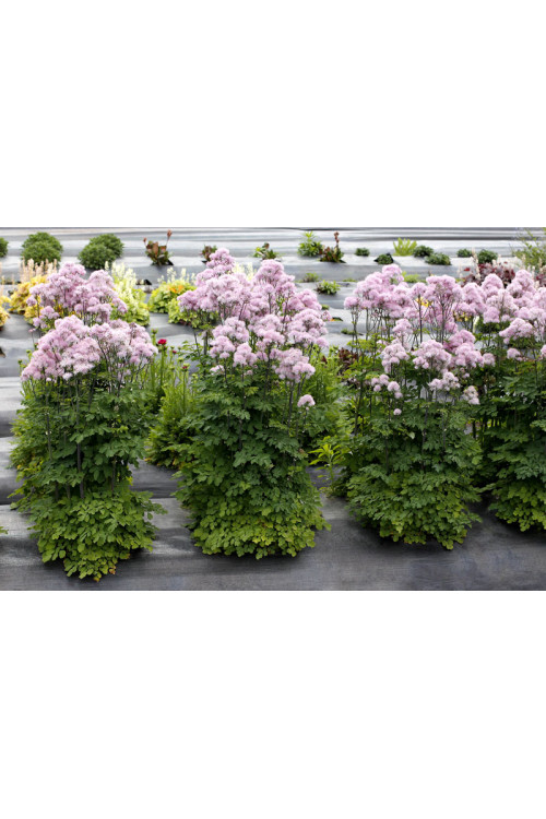 Rutewka 'Nimbus Pink' | Thalictrum