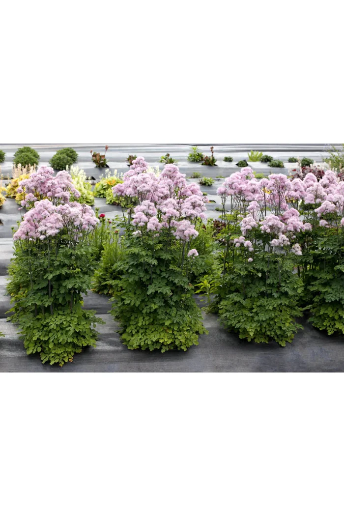 Rutewka 'Nimbus Pink' | Thalictrum