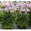 Rutewka 'Nimbus Pink' | Thalictrum
