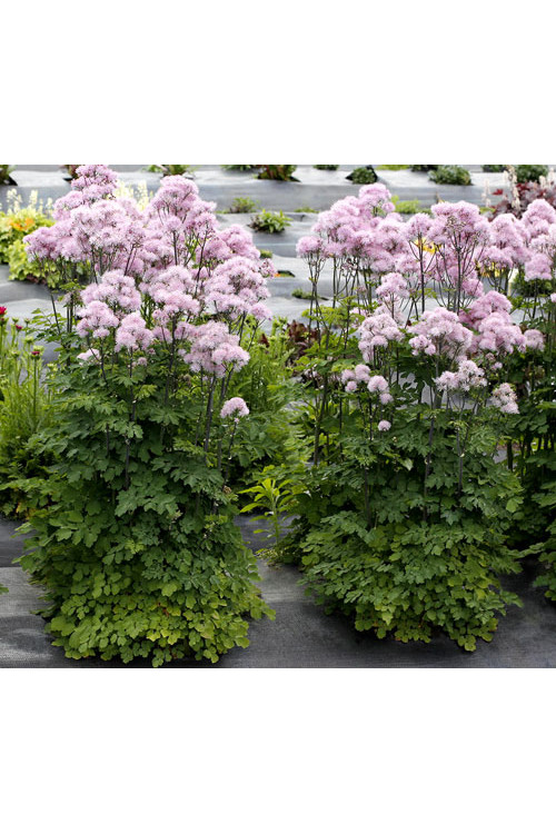 Rutewka 'Nimbus Pink' | Thalictrum