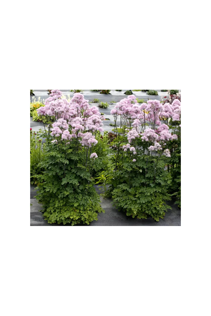 Rutewka 'Nimbus Pink' | Thalictrum