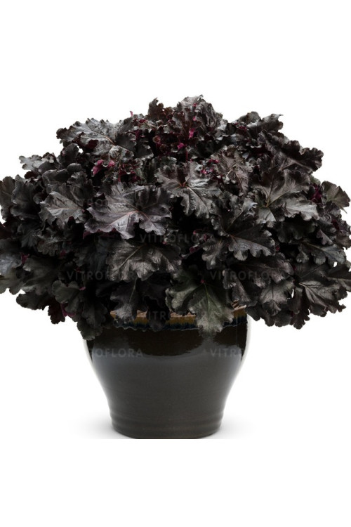 Żurawka 'Black Pearl' | Heuchera