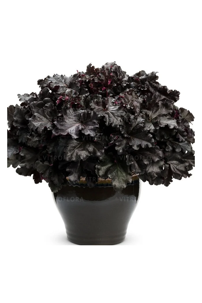 Żurawka 'Black Pearl' | Heuchera