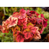 Żurawka 'Leap Frog' | Heuchera