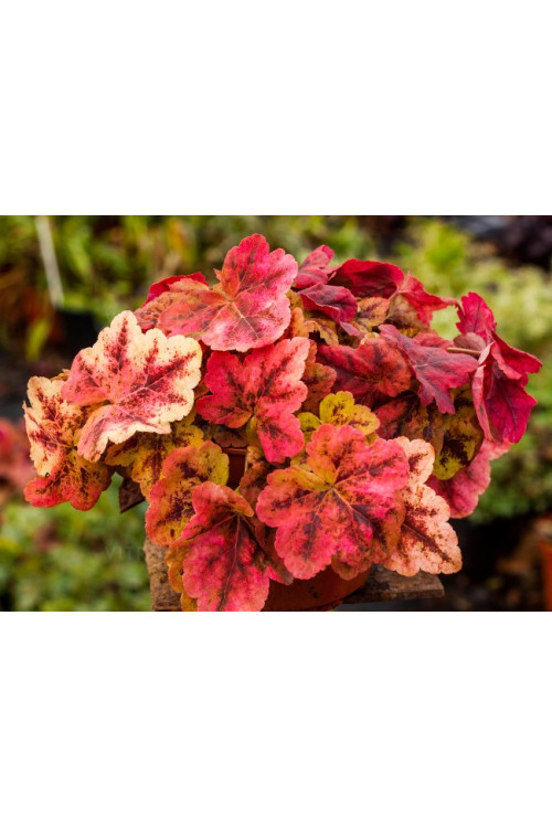 Żurawka 'Leap Frog' | Heuchera