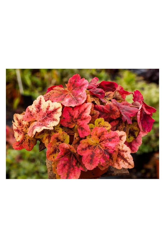 Żurawka 'Leap Frog' | Heuchera
