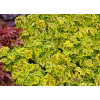 Żurawka 'Leap Frog' | Heuchera