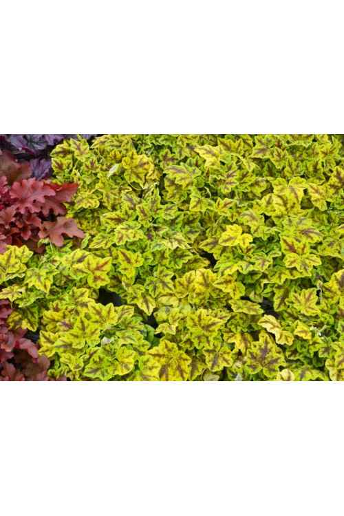Żurawka 'Leap Frog' | Heuchera