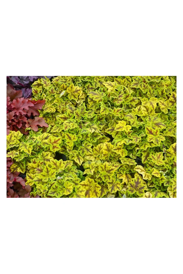 Żurawka 'Leap Frog' | Heuchera