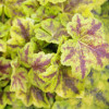 Żurawka 'Leap Frog' | Heuchera