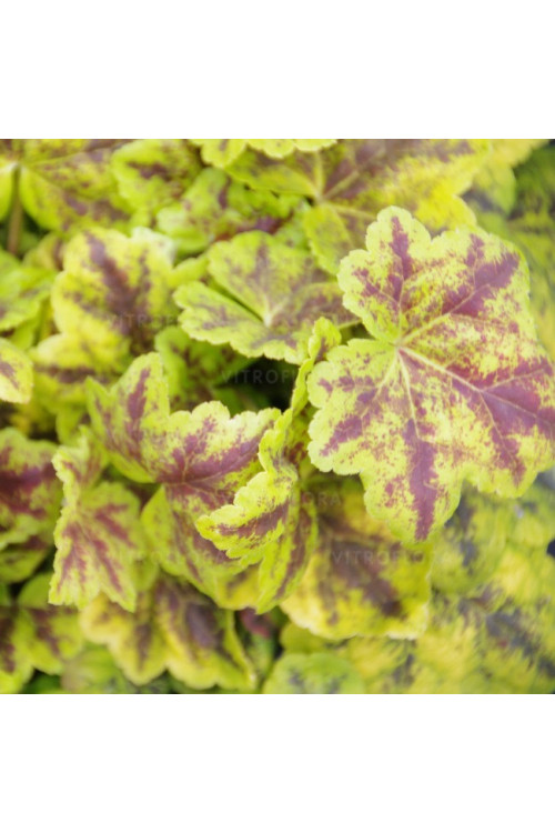 Żurawka 'Leap Frog' | Heuchera