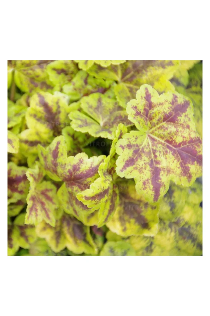 Żurawka 'Leap Frog' | Heuchera