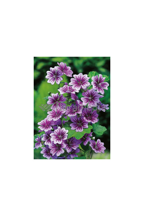Ślaz leśny 'Zebrina' Malva sylvestris