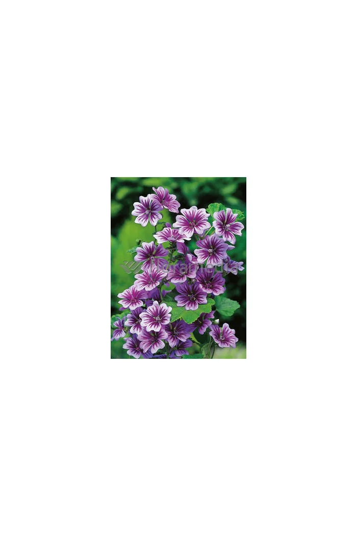 Ślaz leśny 'Zebrina' Malva sylvestris