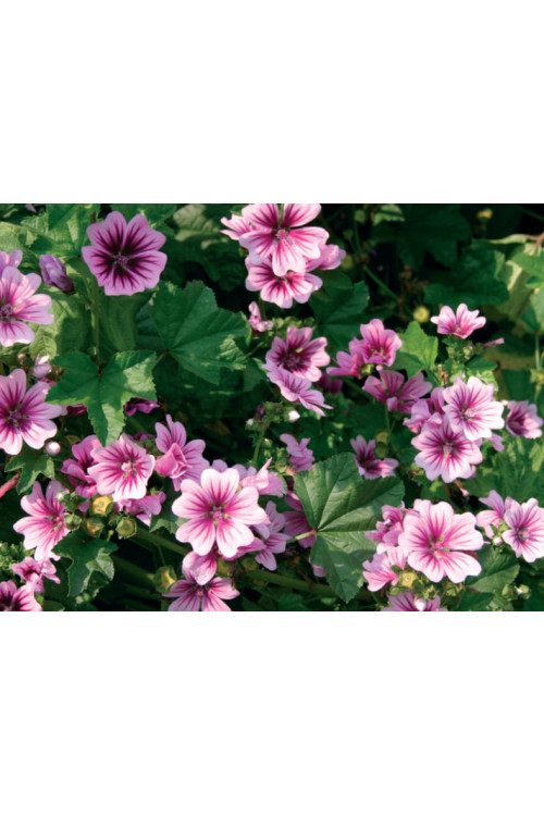 Ślaz leśny 'Zebrina' Malva sylvestris