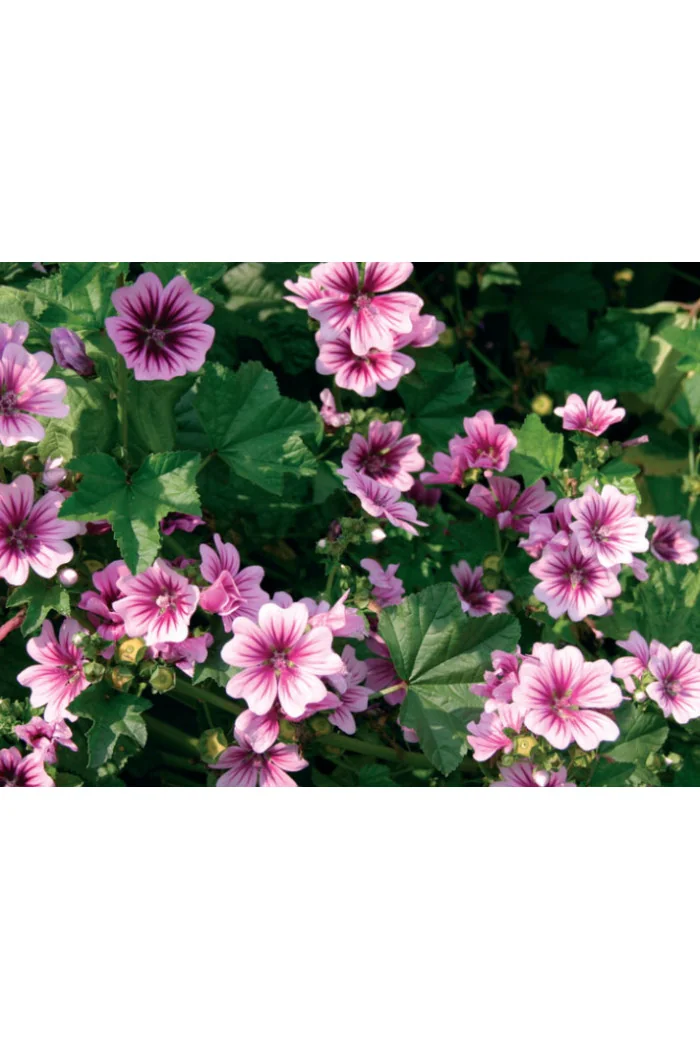 Ślaz leśny 'Zebrina' Malva sylvestris